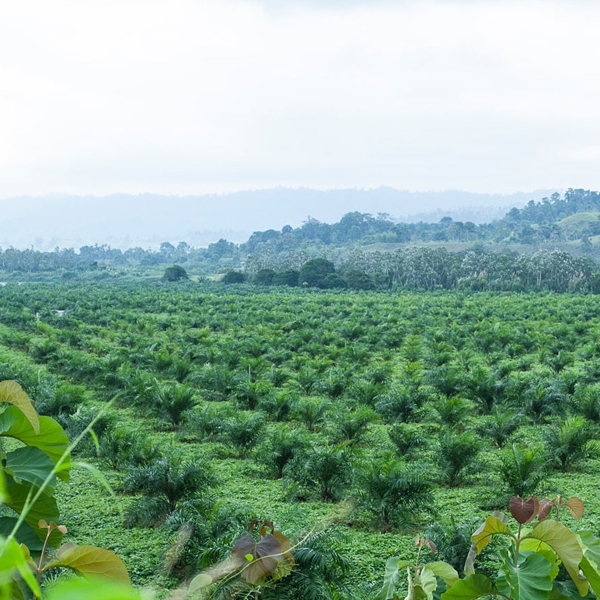 Wonder Oil Palm Tree